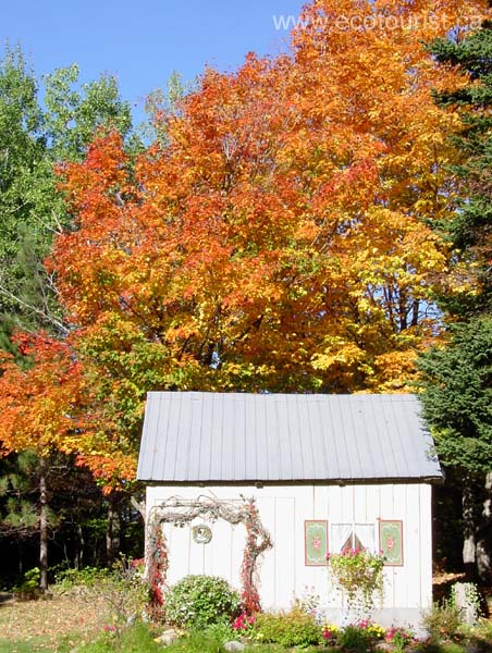 autumn_canada100