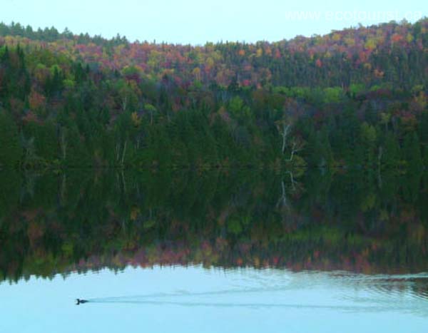 fall_colors113