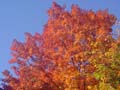 autumn_canada101