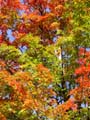 autumn_canada103