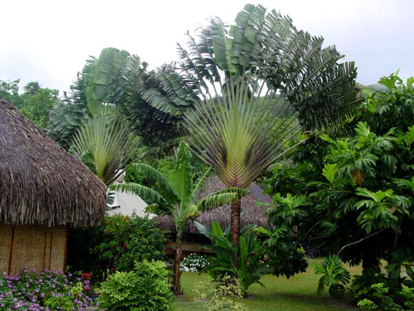 moorea164
