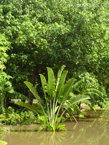 moorea275
