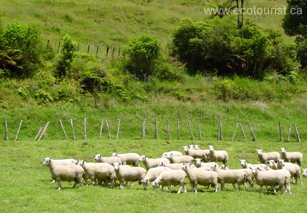 newzealandz100