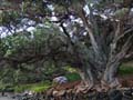 newzealand_northcote201