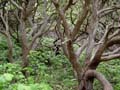newzealand_piha202