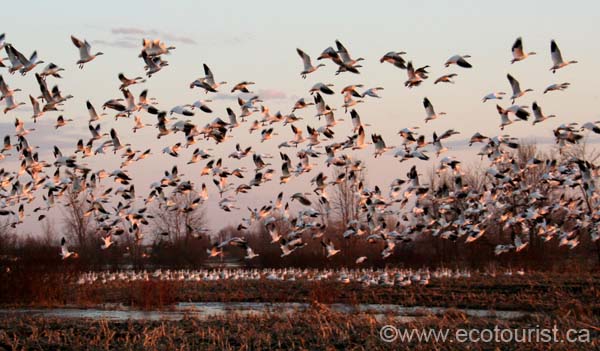 snowgoose101