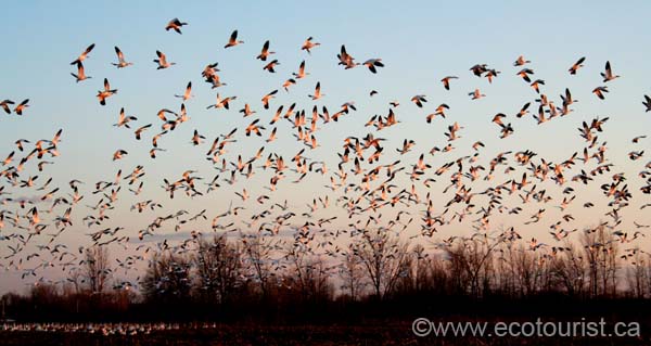 snowgoose102