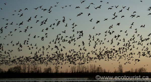snowgoose103