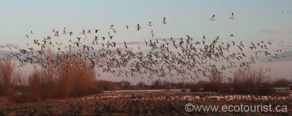 snowgoose104