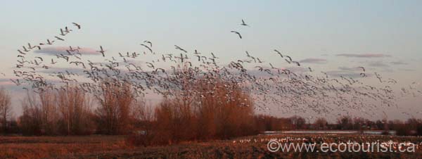 snowgoose105