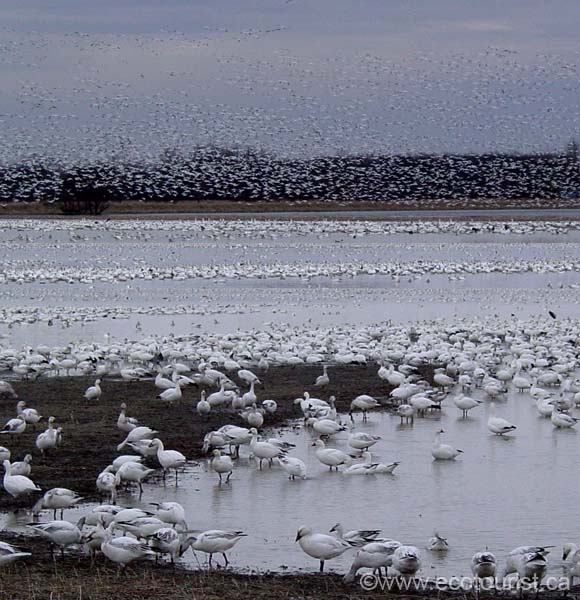 snowgoose105a