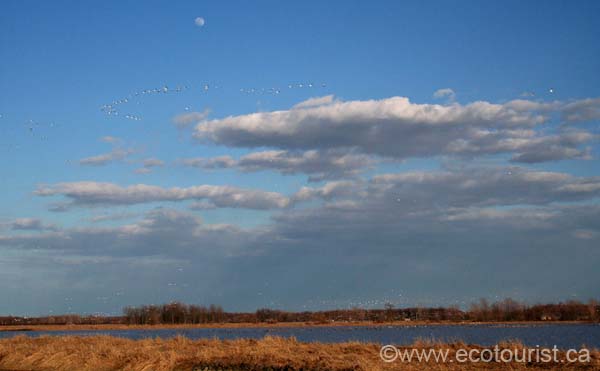 snowgoose106