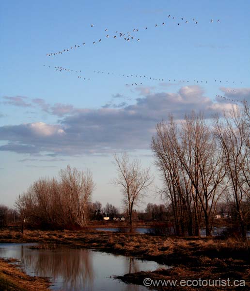 snowgoose107
