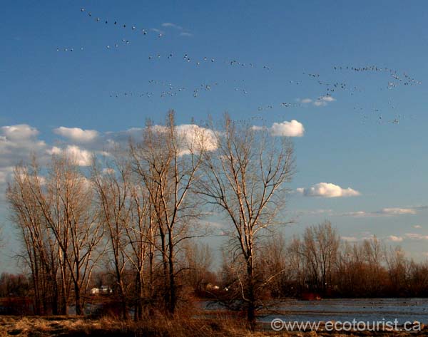 snowgoose108