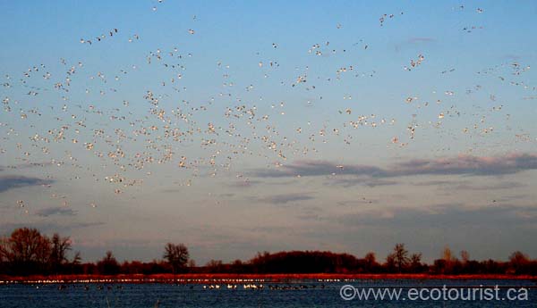 snowgoose109