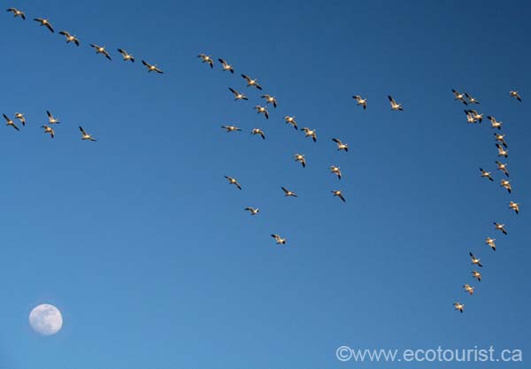 snowgoose110