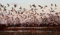 snowgoose101