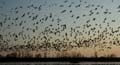 snowgoose103