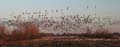 snowgoose104