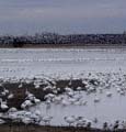 snowgoose105a