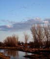 snowgoose107