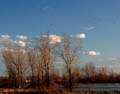 snowgoose108