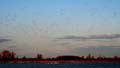 snowgoose109